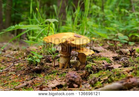 Pair of mushrooms (Gymnopilus) on a forest floor