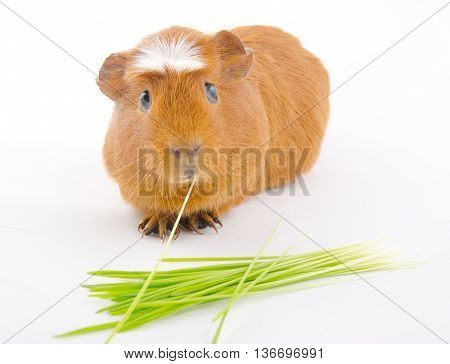 Funny American crested guinea pig eating a blade of grass and green grass (on a white background) selective focus on the guinea pig eyes
