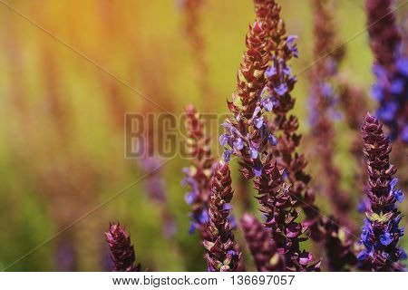 Fresh purple flowers of salvia on meadow