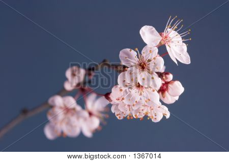 Blossom kvist