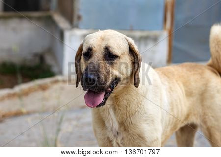 Shepherd Dog Kangal