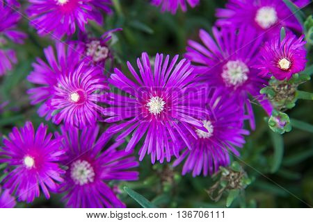 Beautiful Closeup purple Aster flowers in the garden