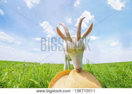 White goat on a green meadow with a straw hat