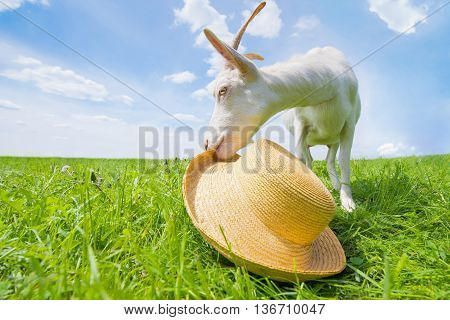 White goat on a green meadow with a straw hat