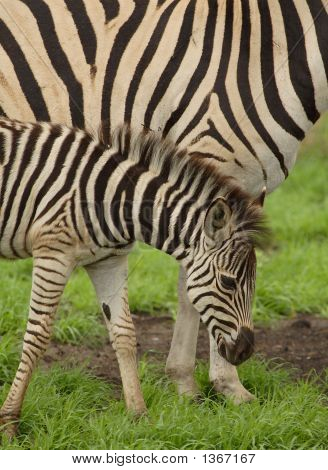 Junge Zebra