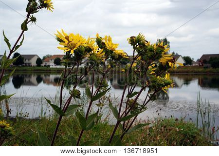Prairie rosinweed flowers (Silphium integrifolium), also known as the whole-leaf rosinweed and the entire-leaf rosinweed, bloom next to a small lake in Shorewood, Illinois during August.