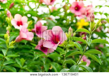 Pink Allamanda Flowers In Nature On Green Background