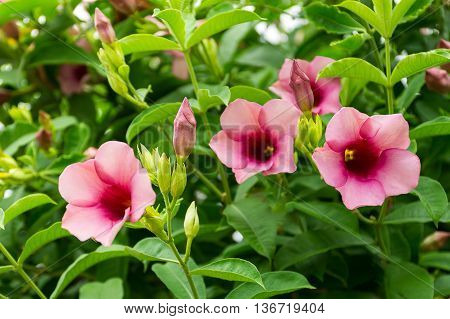 Pink Allamanda Flowers In Nature On Green Background