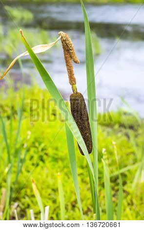 Cattail -- a tall marsh grass ( Typha ). The plant in the natural environment of growth on the lake