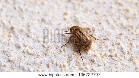 Closeup Of One Maybug On A Wall