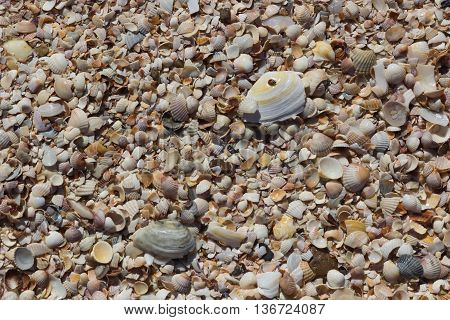 Sea Shells Seashells - variety of sea shells from beach - panoramic - with large scallop shell.
