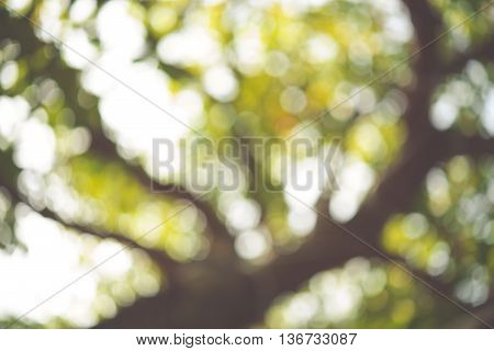 Green Natural Bokehblurred bokeh nature background. vintage tone