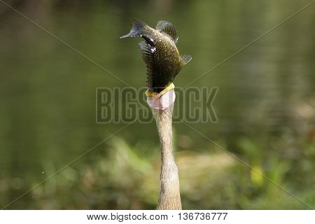 Anhinga (Anhinga anhinga) eating fish near river