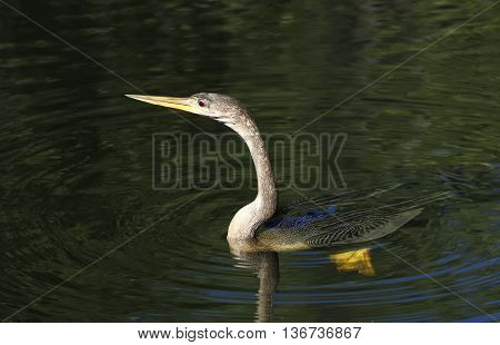 Anhinga (Anhinga anhinga) swimming in clear water