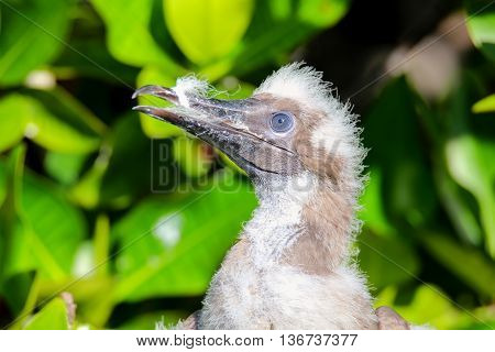 Red-footed Booby Chick, On Genovesa Island, Galapagos National Park, Ecuador