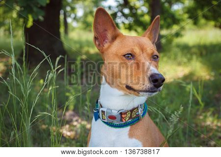 Basenji Dog In The Shade Of Trees