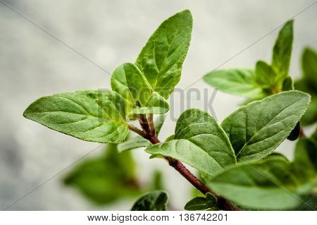 Closeup Oregano Leaves From The Herb Garden. Fresh Oregano Herb On Stone Background. Fresh Oregano S
