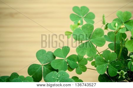 Close Up Clovers Leaves For Background .the Symbolic Of Clover The First Is For Faith, The Second Is
