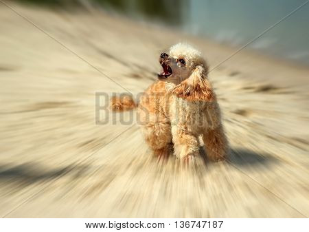 angry barking dog attack on the blurred background. doggy grin.