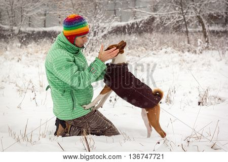 Basenji In The Snow.
