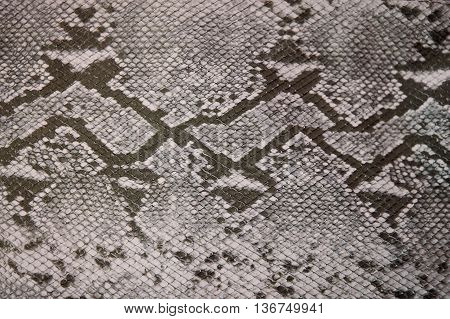 Snake skin texture close up . Reptile texture.