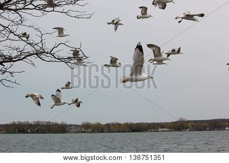Sea Gulls in a flock flying over Lake Canandaigua in New York
