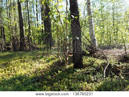 A spider has built a web in a dense forest