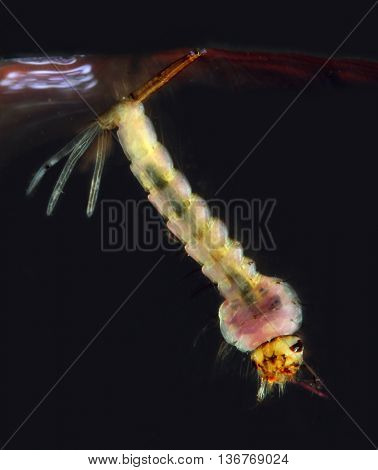 Larval stage of Anopheles Mosquito, dangerous vehicle of zika, dengue, chikungunya, malaria and other infections. This water insect living in swamps and puddles. Extremely closeup with shallow DOF.