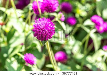 Chrysanthemun flower with natural sunlight and blurred background