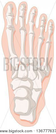 Bone x-ray for gout toe illustration