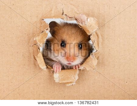 Little hamster looking up in cardboard side torn hole