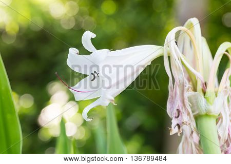 River, Spider, Swamp Lily or Poison Bulb flower on green bokeh background