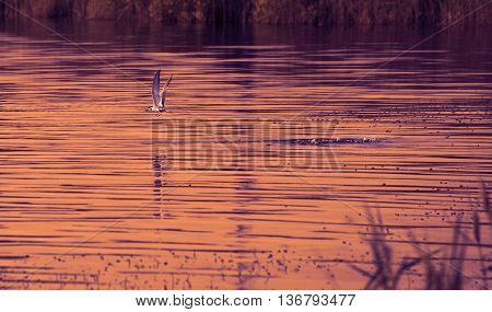 Bird. Gull takes a meal from the water. View of flying gull bird under sunlight on orange sunset. Gull bird fly. Orange sunset