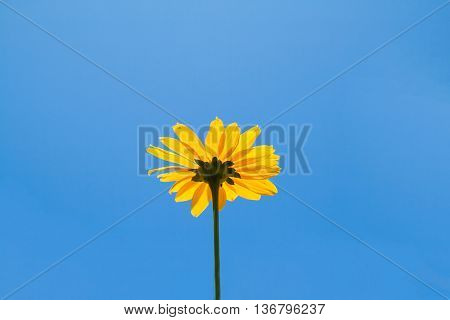 Bright yellow daisy flower on blue sky background.