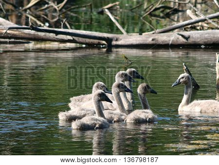 lttle swan family on water  Cygnus olor