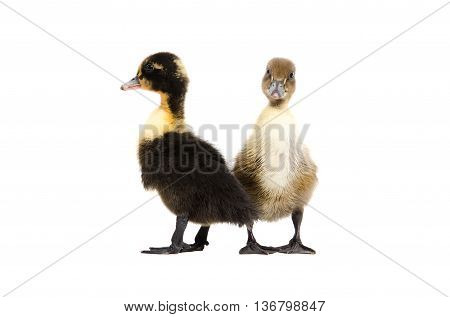 Two duckling standing isolated on white background