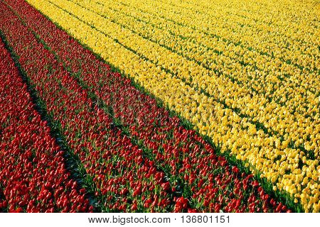 Tulip. beautifull Dutch tulips. colorful tulips. tulips in spring,