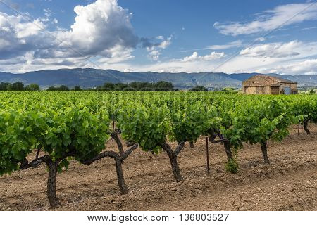 Rows of vines in a vineyard in the Luberon Provence