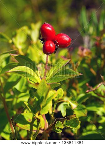 Berries Swedish turf cornus suecica (The Latin name: Chamaepericlymenum suecicum)