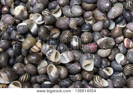seashells as a background on the counter market.