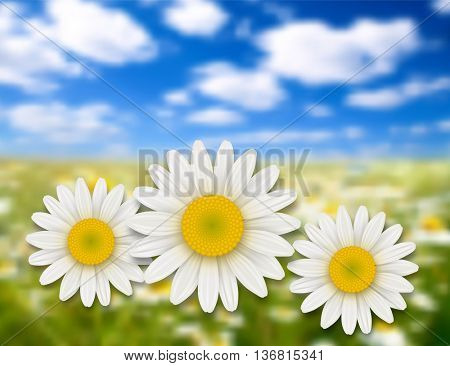Flowers background - chamomile, daisy flowers and summer landscape.