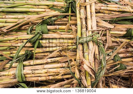 suarcane trials name konkaen three was cut prepare for a new plant