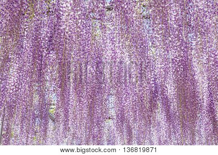 Beautiful wisteria bloomimg in end of spring season