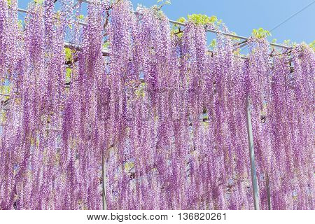 Beautiful wisteria bloomimg in end of spring season