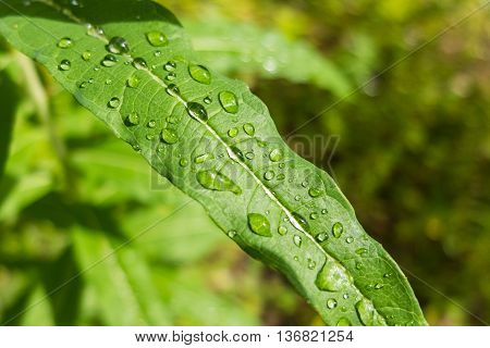 Large drops of dew on fresh green leaf. Close-up shot of drops of water. Morning freshness of nature. Forest beauty of green vegetation in the summer.