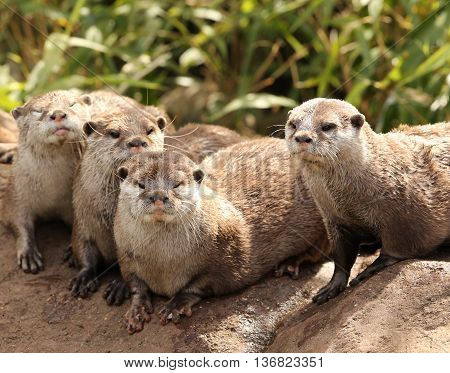 A family of Oriental Short Clawed Otters cuddling