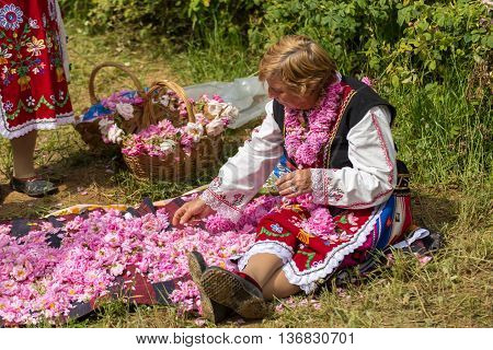 Rose Picking Festival