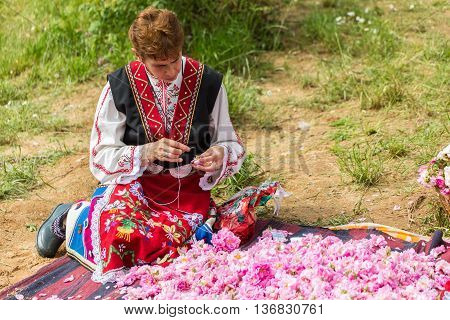Rose Picking Festival