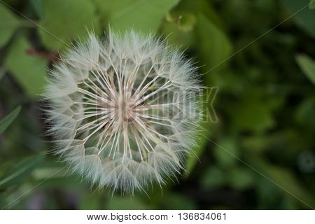white dandelion flower in the grass closeup top view of dandelion on a background of green grass