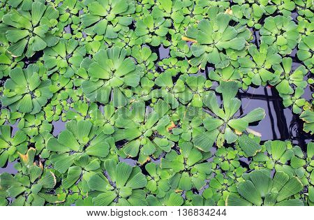 Water cabbage green plants. Nature texture background